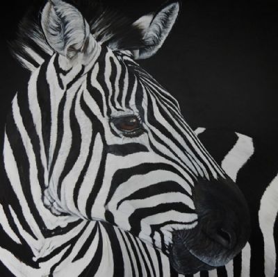 zebra